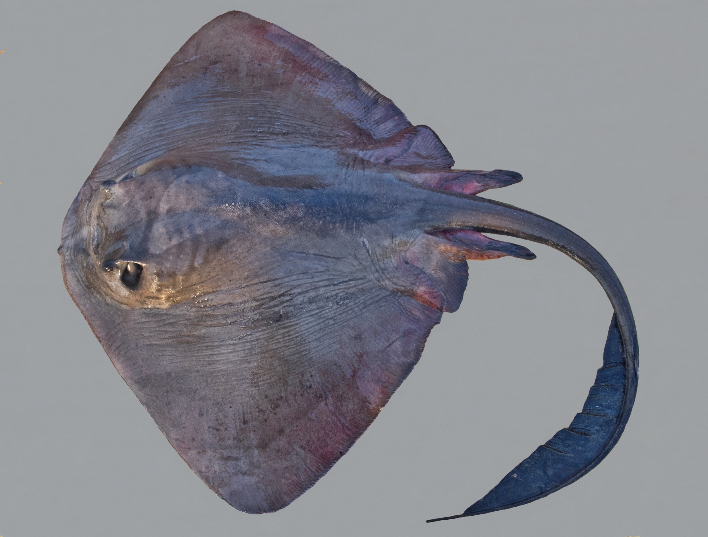 Pastinachus sephen, male, 102.5 cm DW, Saudi Arabia: Jizan; S.V. Bogorodsky